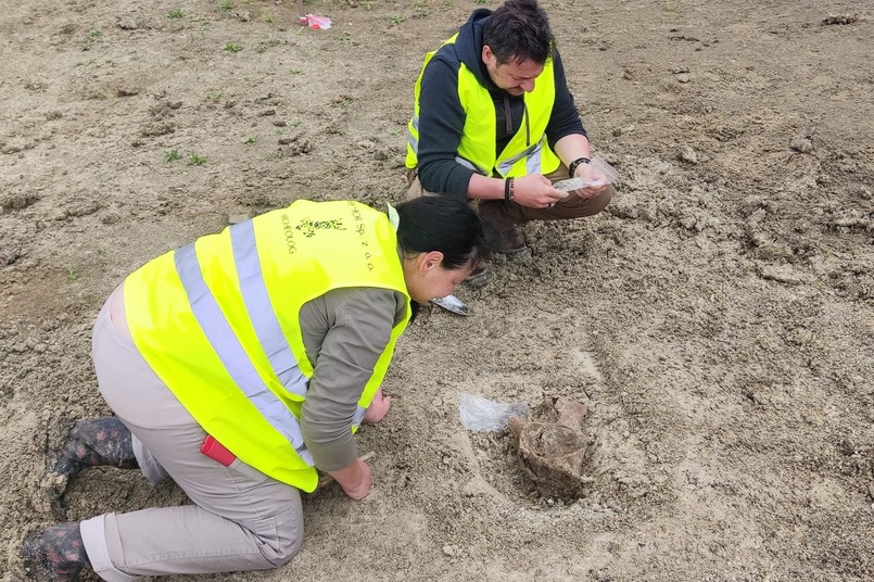 Kości mamuta odkryli archeolodzy w trakcie badań wykopaliskowych w pobliżu Zamościa, gdzie wkrótce rozpocznie się budowa drogi ekspresowej S17