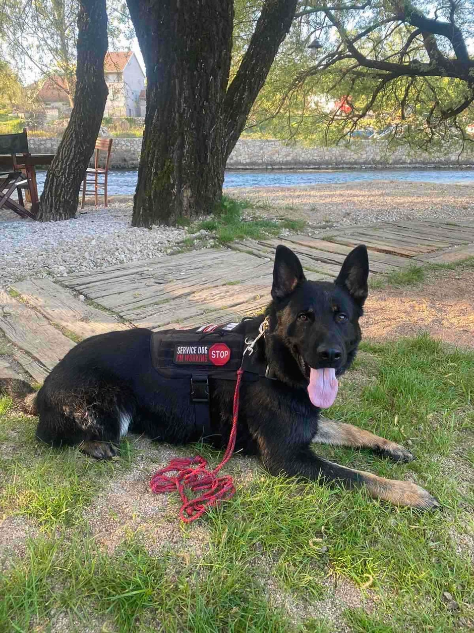 Pas tragač iz Nikšića