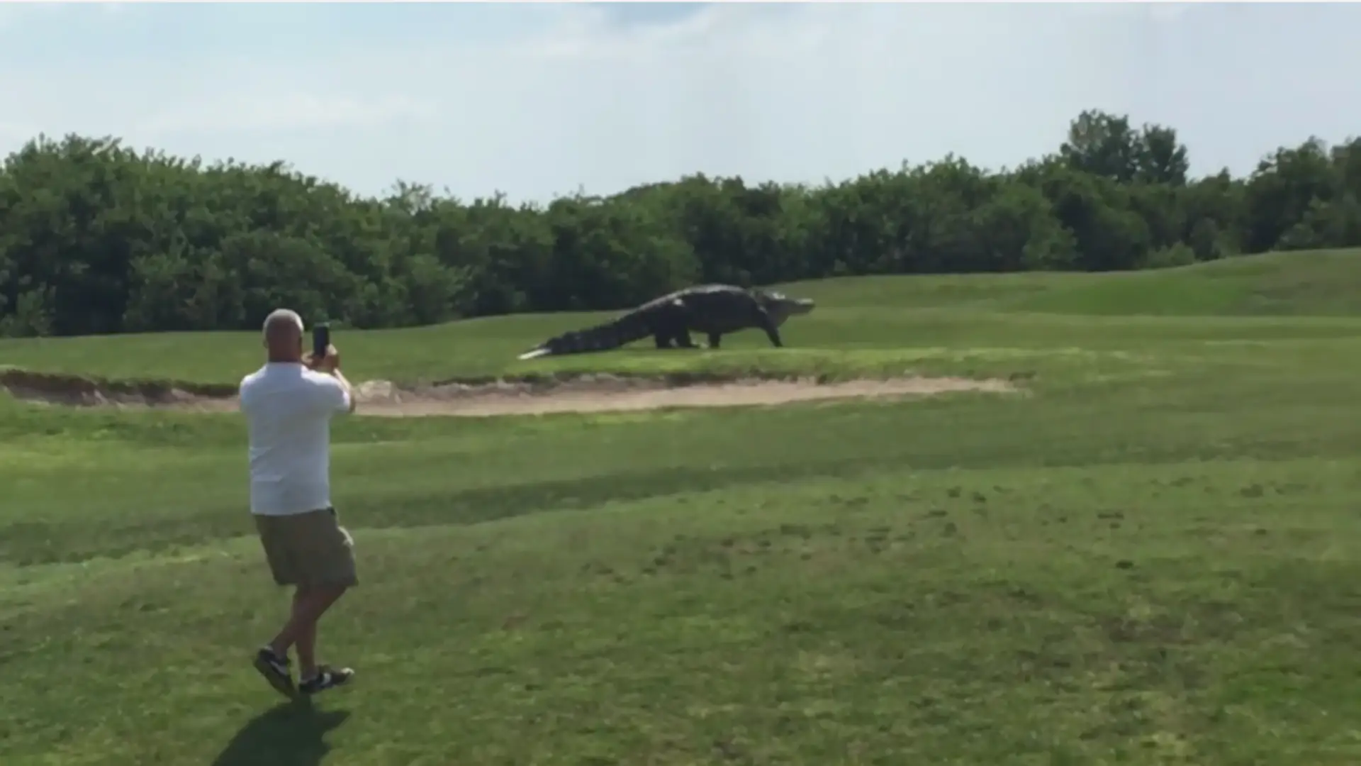 "Park Jurajski" na żywo: mężczyzna nagrał gigantycznego aligatora na polu golfowym