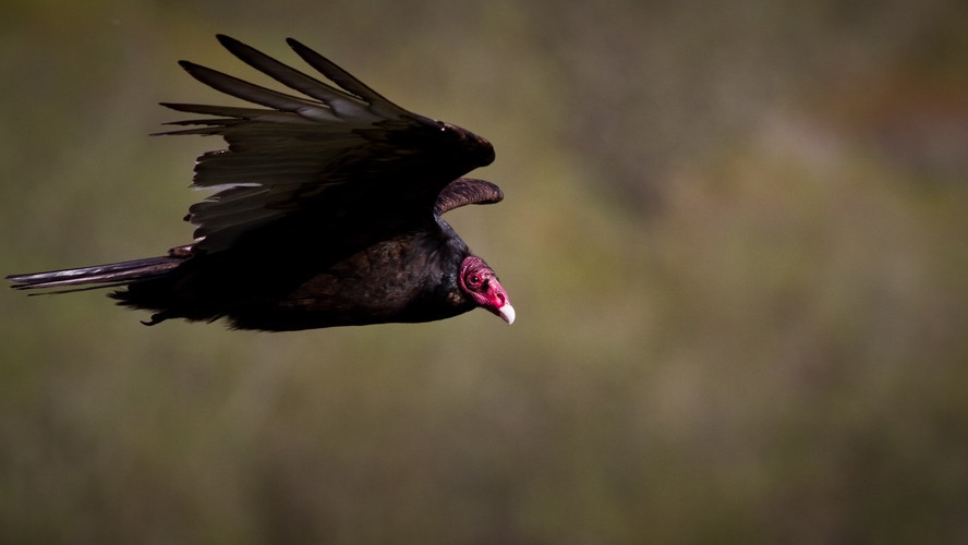 'Dzika Ameryka'. Zdjęcia z nowego serialu Discovery Channel