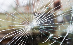 Stawiają zwierzęta ponad ludzi, tłuką szyby w sklepach mięsnych. Czy weganizm to totalitaryzm?