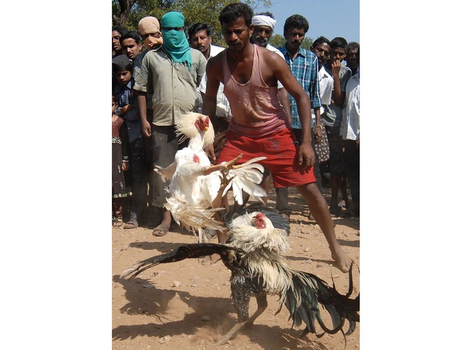 Szacuje się, że w ciągu pięciodniowego święta walk kogutów (Sevalkattu) w zawodach wzięło udział nawet 2 tysiące zwierząt. Zdjęcie wykonane w wiosce Poolamvalasu w Indiach