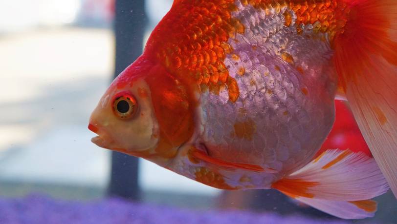 Das beliebteste Fischfutter für das Aquarium im Vergleich