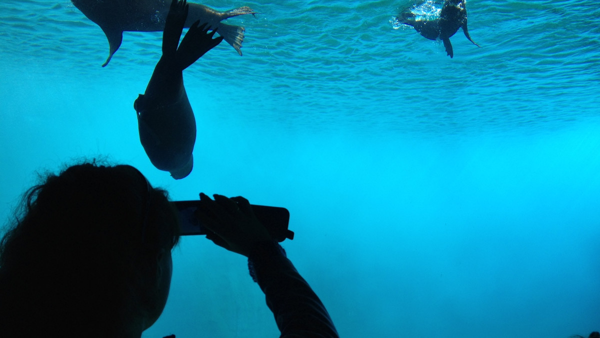 Już tylko godziny pozostały do oficjalnego otwarcia pierwszego w Polsce Oceanarium. Nową wrocławską inwestycję będzie można zwiedzać od niedzieli. Start o godzinie 9.