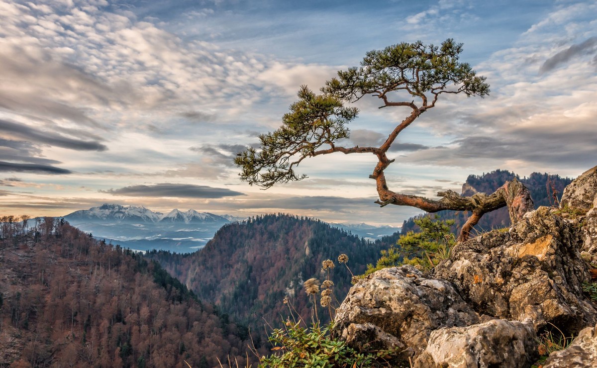 Sosna na zboczach Sokolicy