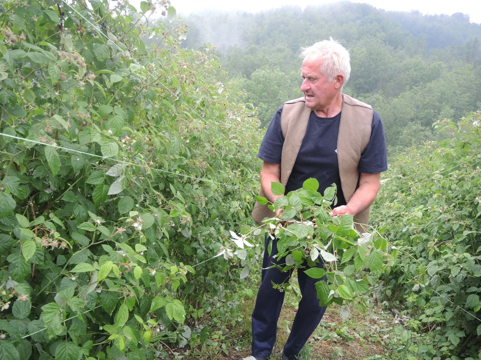 Sa 2,3 hektara maline Novaković će ubrati koju stotinu kilograma
