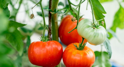Pomidory obrodzą owocami. Wystarczy, że będziesz trzymać się tych zasad