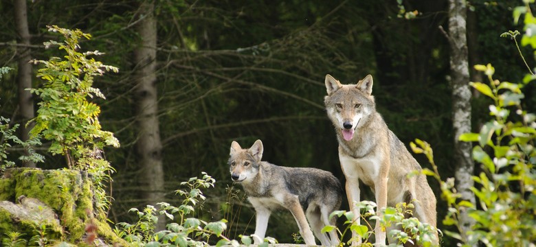 Podkarpackie: uratowano wilka, który wpadł do studni