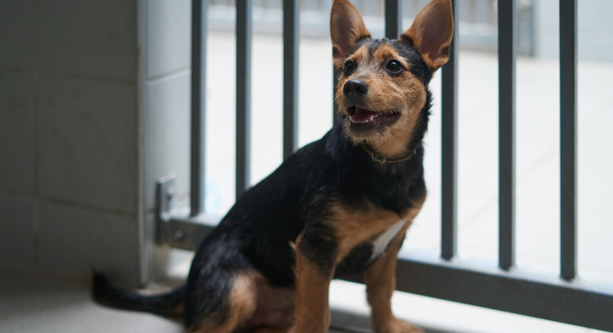 Zmiany wpłyną na dobrostan psów oczekujących na nowych właścicieli, a przy okazji ułatwią pracę opiekunom.