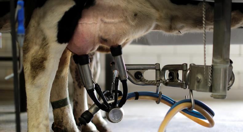 A dairy cow is milked at the South Mountain Creamery farm in Middletown, Maryland.Carlos Barria/Reuters