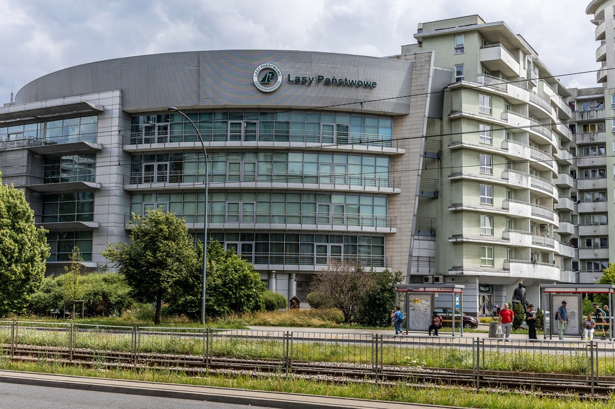 Lasy Państwowe zyskują w oczach Polaków. Spadek krytycznych ocen [SONDAŻ]