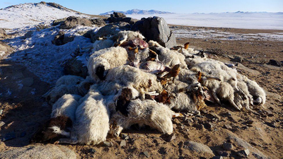Mongolia on disaster alert as over 500,000 livestock frozen to death