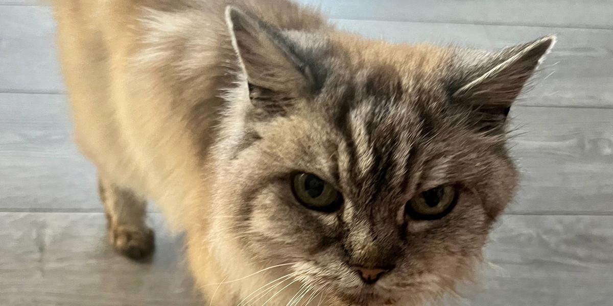 W 2012 roku kot Chubbs zniknął ze swojego rodzinnego domu w Weymouth. Odnalazł się 10 lat później.