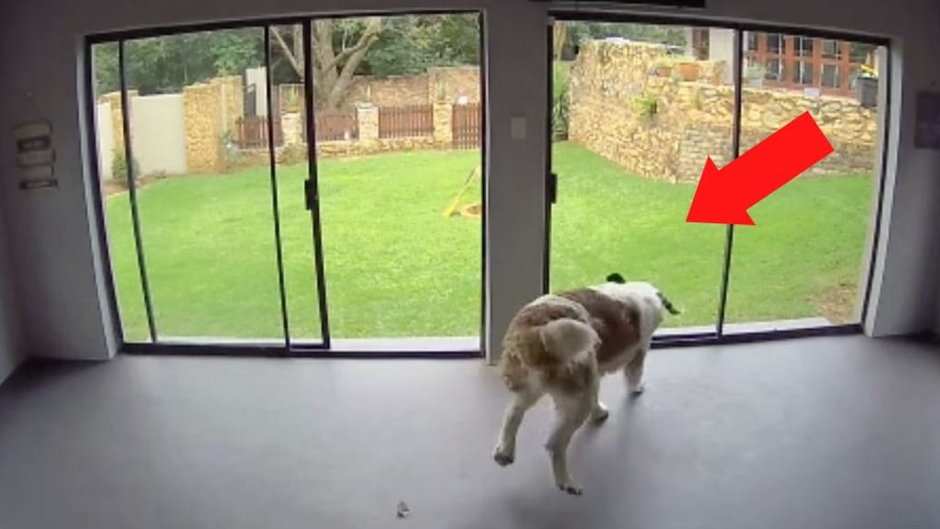 Pies nie zauważa, że szklane drzwi są zamknięte