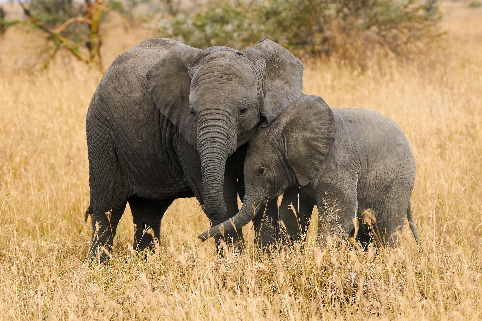 Lovcom sa vypomstilo strieľanie na slony.