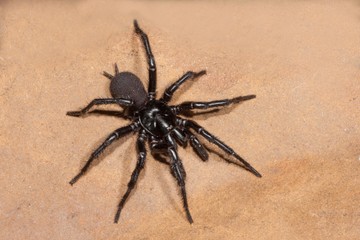 Ausztrál tölcsérhálós pók (Atrax robustus). A világ egyik leghalálosabb pókja, Sydney környékén honos. Gyors, agresszív – de csak Ausztráliában fordul elő.Csípés tünetei: intenzív fájdalom, remegés, izzadás, hányás, görcsök, eszméletvesztés. Azonnali antivenom szükséges.