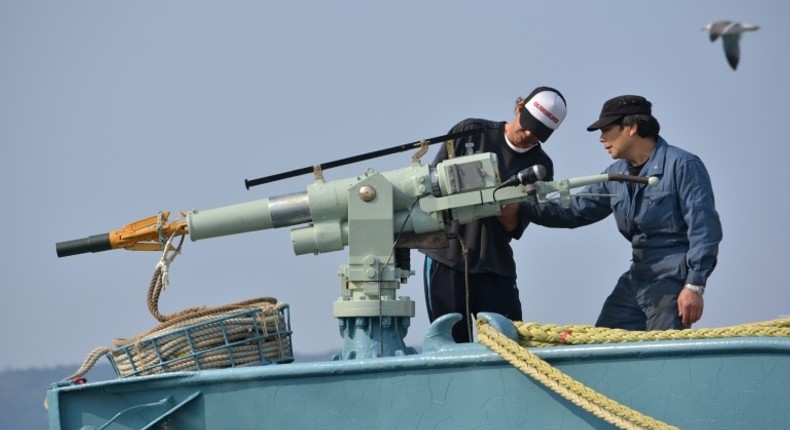 In this file photo taken on April 25, 2014 crew members of a whaling ship check a whaling gun or harpoon before departure at Ayukawa port in Ishinomaki City