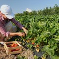 Truskawek w tym roku będzie więcej. Pracownicy sezonowi pilnie potrzebni