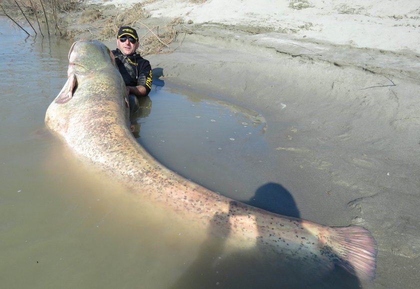 Sum gigant złowiony we Włoszech