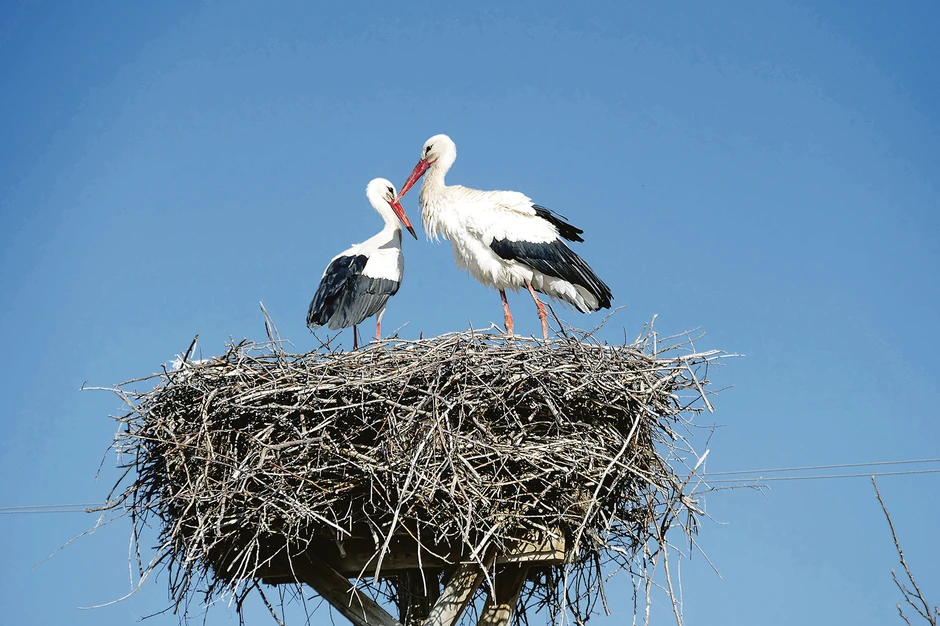 Rode su strogo zaštićena vrsta