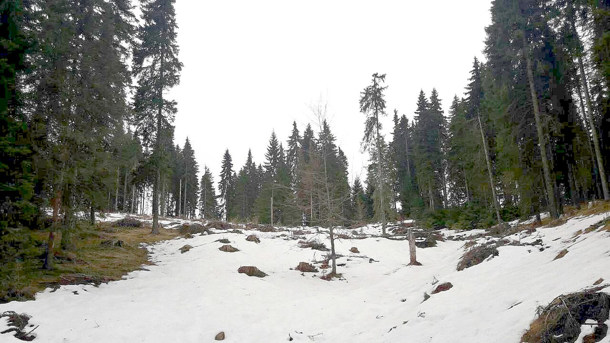 Kopaonik 3 Jankove Bare DZZPS