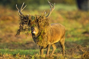 BAD HAIR DEER / BAD HAIR DEER /1435745