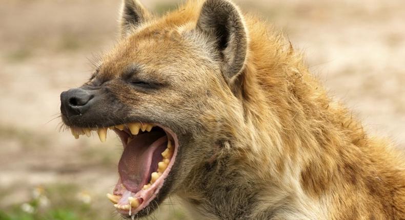 Hyenas are often called “laughing hyenas because their giggle vocalization sounds very much like hysterical human laughter.