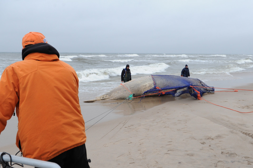 Wieloryb na plaży w Unieściu