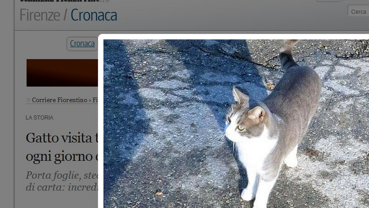 Od ponad roku kot o imieniu Toldo przychodzi codziennie na grób swego pana koło miasta Pistoia we Włoszech. Na płycie nagrobnej zawsze zostawia drobny podarunek: listek, gałązkę, plastikowy kubeczek. Historię tę opisał lokalny dziennik z Toskanii.
