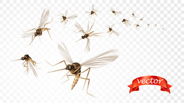 Plaga komarów - efekt powodzi i wysokich temperatur