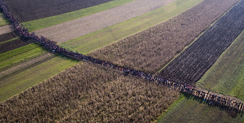 Imigranci idą przez pola