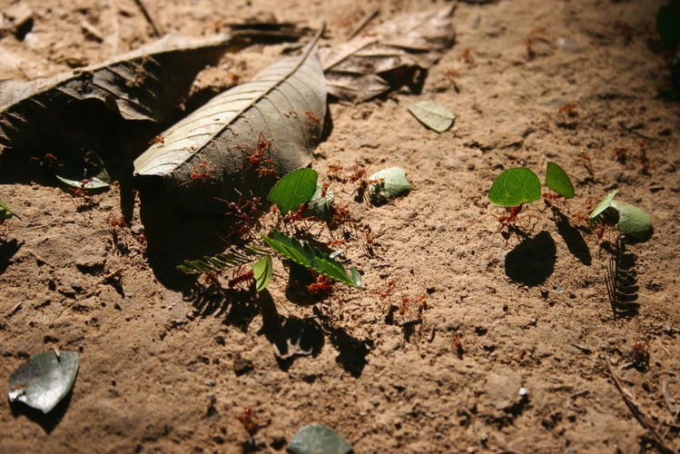 Mrówki parasolowe
<br><br>
Te owady od 500 lat są uznawane w Kolumbii za afrodyzjak.
<br><br>
- Gdzie najlepiej zjeść: Barichara (Kolumbia), Kambodża
<br><br>
- Kiedy: maj