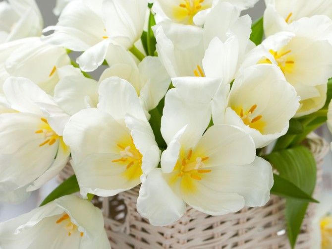 24894_stock-photo-white-tulips-in-a-basket-on-white-background-shutterstock_69187516
