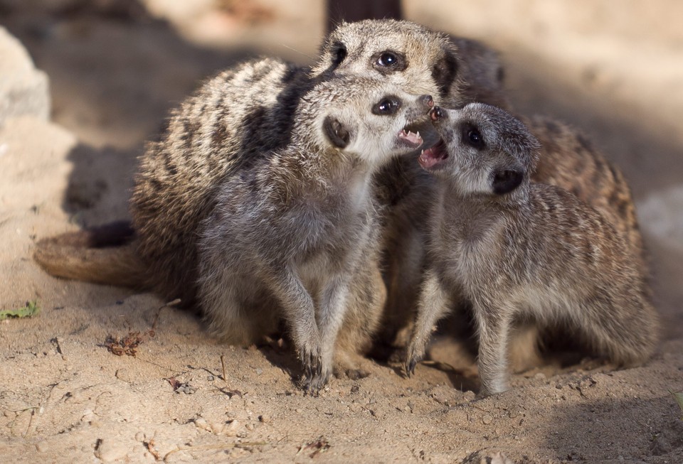 Trzy surykatki urodziły się we wrocławskim Ogrodzie Zoologicznym