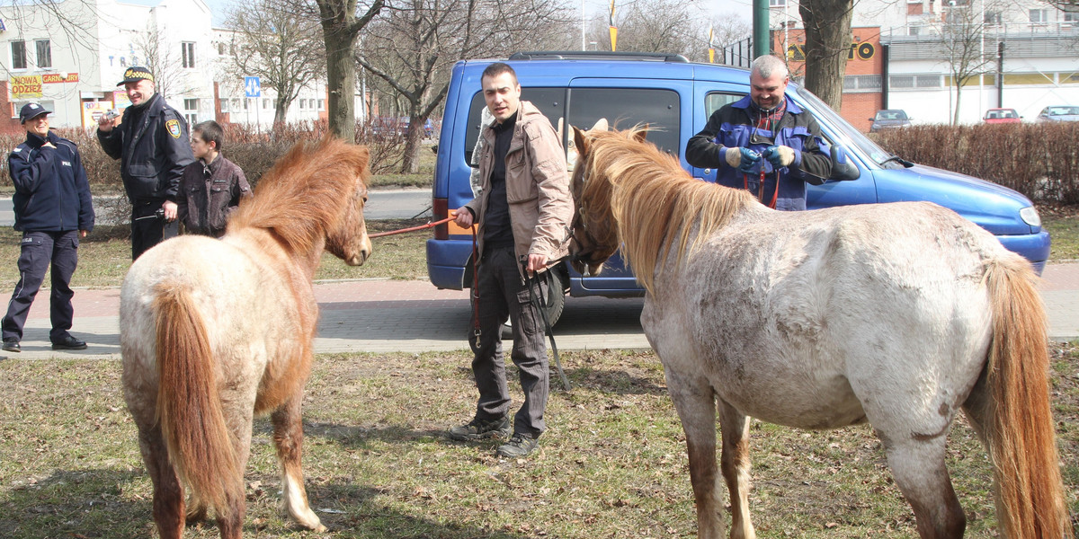 Kuce uciekają w Kołobrzegu