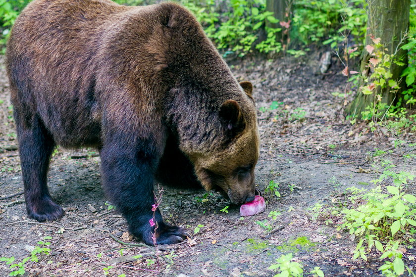 Upał w zoo