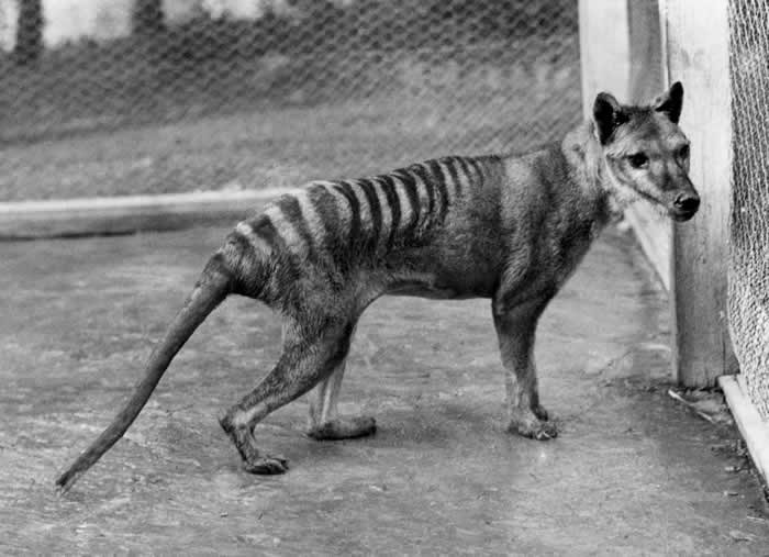Samiec tygrysa tasmańskiego w zoo Hobart. 1928 rok. Zwierzę padło dzień po sfotografowaniu 