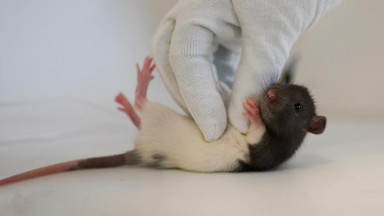 Szczury mają łaskotki. "Skakały z radości, goniły za łaskoczącą ręką i »śmiały się«"