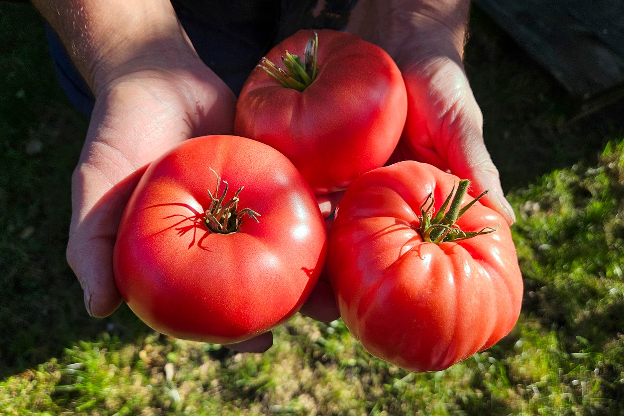 Na prípravu sú najlepšie zrelé, šťavnaté a aromatické paradajky, ktoré majú prirodzene výraznú chuť.