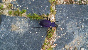 Veliki ljubičasti trčuljak