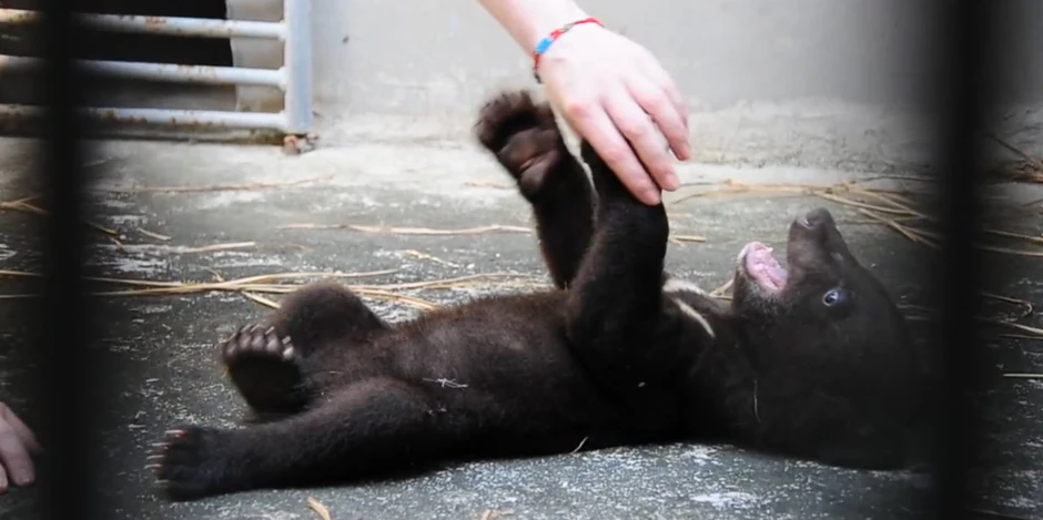 Druženje... Vlasnik farme u Naningu je, međutim, mada se već dugo bavio ovim poslom, na kraju popustio pred ubeđivanjem svoje ćerke da je upitanju užasna okrutnost prema životinjama, i odlučio je da uz pomoć organizacije Enimalz Ejža farmu pretovri u rezervat za medvede i obrazovni centar.  Kupanje... Šta više, oganizacije je uzela u zakup zamljište i objekte farme, i obezbedila je na njoj posao za svih devet dosadašnjih radnika, tako da niko nema razloga da bude nezadovoljan.