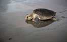 Żółwie oliwkowe składały jaja na plaży w Nikaragui