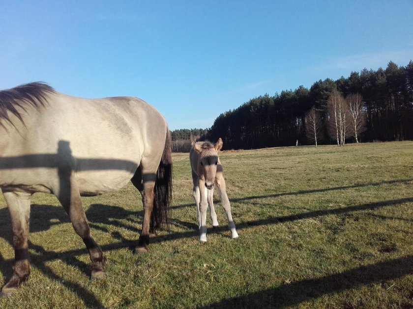 Konik polski w Nadleśnictwie Tuszyma