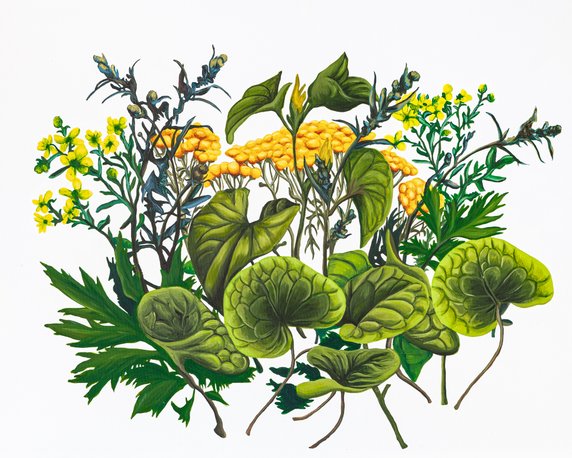 Jagoda Dobecka, "Aristolochia, herb of grace, tansy, hazelwort, artemisia" (2020)