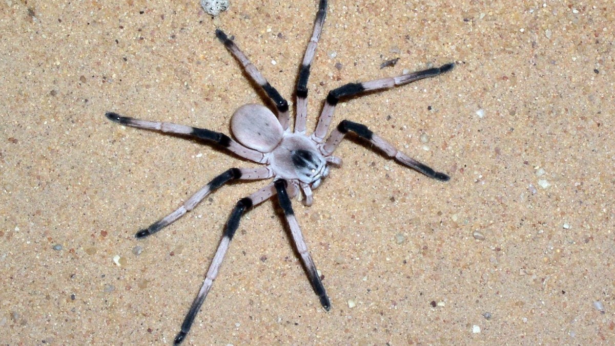 Nie tak dawno ostrzegano przed jadowitymi pająkami przypominającymi czarną wdowę. Teraz znaleziono znacznie większe zagrożenie - tarantule.