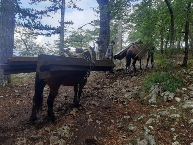 Tara, Banjska stena