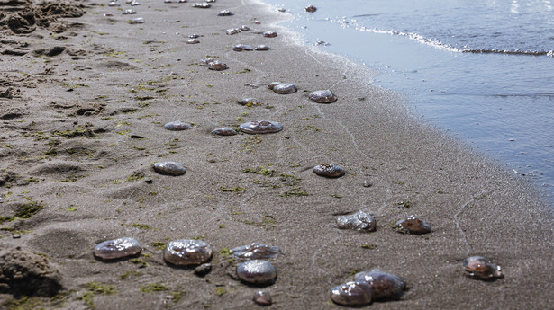 Meduzy na plaży na Wyspie Sobieszewskiej w Gdańsku