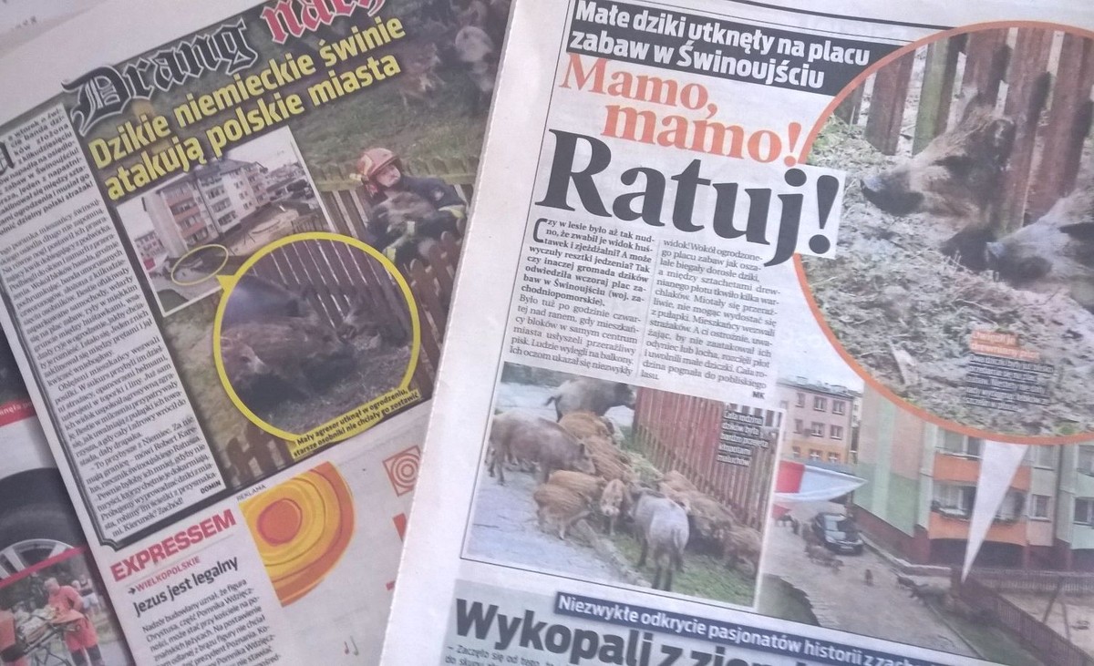 "Małe dziczki" kontra "niemieckie świnie". "Fakt" i "Super Express" piszą o tym samym, ale zupełnie inaczej