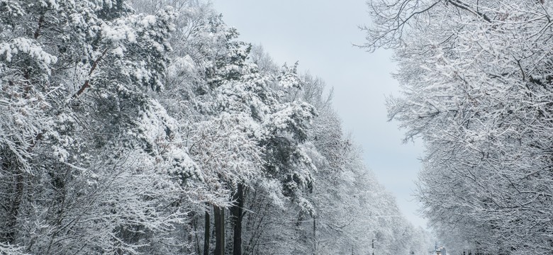 Zimno i śnieżnie. PROGNOZA POGODY na początek tygodnia