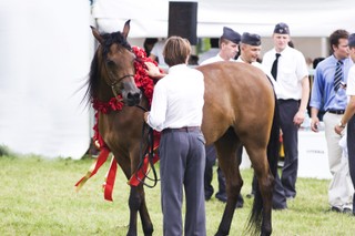 Do stadnin w Janowie i Michałowie wejdzie NIK? O kontrolę wnioskuje PO